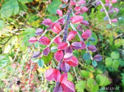 Colourful autumn tints on Catoneaster.