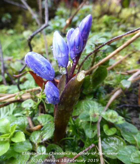 First flowers of Glory-of-the-snow.