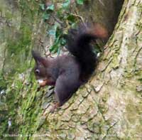 This is an unusually dark (charcoal-grey) red squirrel at the weather station.