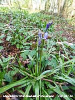First bluebell of the season flowering in the wood.