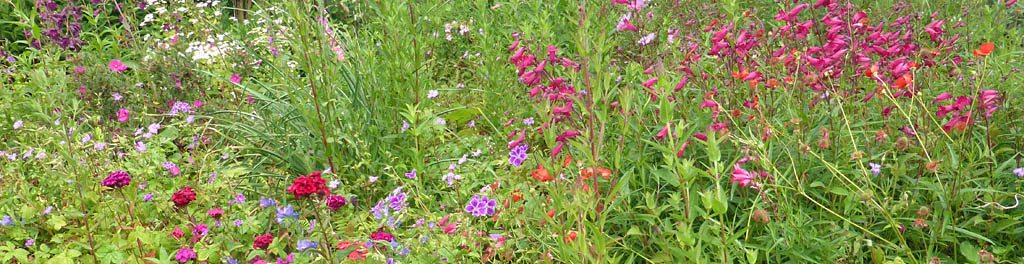 Herbaceous border in July at the weather station garden.