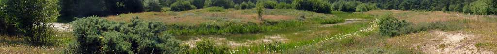 The almsot dry south pool at Newborough Forest.