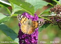 One of the painted lady butterflies to arrive in the garden today.