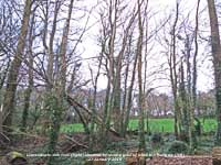 Top of a black poplar tree sheared off by strong N'ly gust of wind.