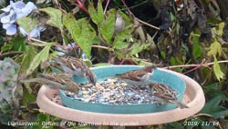 Sparrows returned to the garden today.