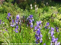 Blue Iris and Asphodelus alba in bloom in our Garden at Gadlys.