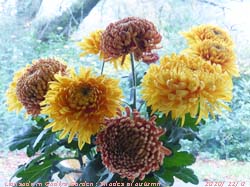 Shades of autumn in our greenhouse chrysanthemums.