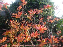 Autumn tints on deciduous Azalea.