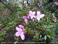 This pink Azalea has been in flower in the garden for a while.