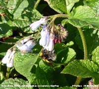 Buff-tailed bumblebee on comfrey.