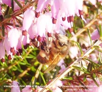 The Foehn-enhanced temperature brought out the first bees of the year spotted on flowering heathers.