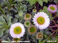 Fleabane Erigeron glaucus growing on the rockery bank in our Garden at Gadlys.
