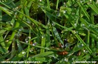 Tricky to photograph guttation droplets at the tips of grass leaves.