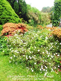 White French rock rose flowering well in our Garden at Gadlys.