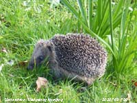 Hedgehog foraging on the lawn at the weather station.