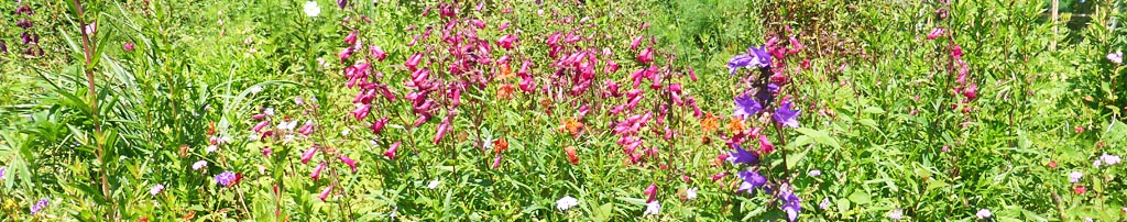 Herbaceous border in our garden at Gadlys.
