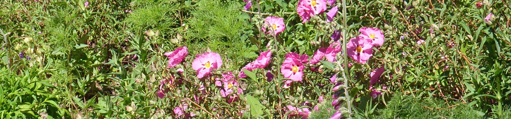 Herbaceous border in our garden at Gadlys.