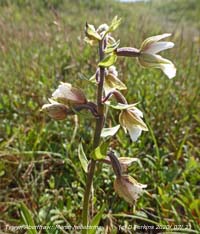 Marsh helleborine orchids at Aberffraw dunes.