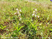 Marsh helleborine orchids at Aberffraw dunes.