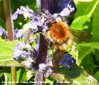 Possible moss carder bee on comfrey in our Garden at Gadlys.