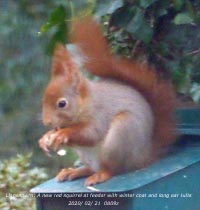 New kid on the tree this winter coated red squirrel with very long ear tufts.