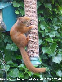 Red squirrel 'Peanuts' prefers shelled peanuts for birds to whole provided in the boxes.