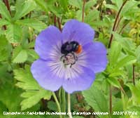 Red-tailed bumblebee on geranium nodosum in our Garden at Gadlys.