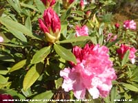 Pink Rhododendron starting to bloom in our Garden at Gadlys.