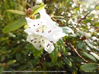 This dwarf white Rhododendron has recently started to flower in the garden.