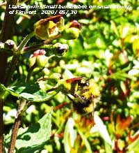 Small carder bumblebees were attracted to this very small flowered figwort in the garden.