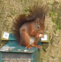 Dark-tailed red squirrel a regular visitor to the feeder.