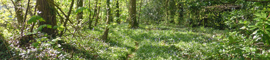 Part of the old bluebell wood at the weather station in #lockdown.
