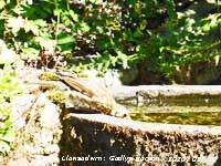 Thrush taking a drink from an old pig trough in our Garden at Gadlys.
