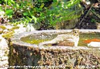 Thrush taking a bath in old pig trough in our Garden at Gadlys.