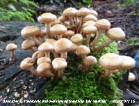 Toadstools and moss in the weather station wood at Gadlys.
