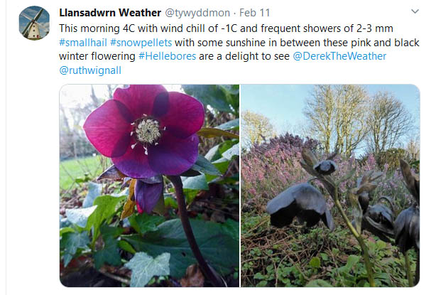Tweet about winter flowering hellebores in the garden.