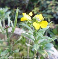 Wild wallflower flowering in the garden today.