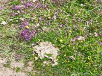 There was a lot of wild thyme flowering at Aberffraw dunes.