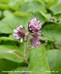 Winter heliotrope in flower.