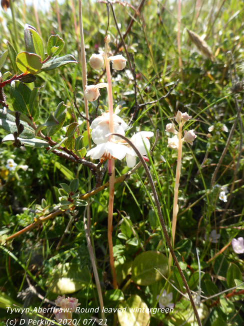 Round-leaved wintergreen at Aberffraw dunes.