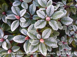Frost on dwarf Rhododendron in the garden in Llansadwrn, Gadlys, Anglesey.