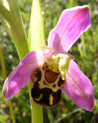Bee orchids were in flower on Aberffraw dunes on 11 June 2003. Photo: © Gordon Perkins.