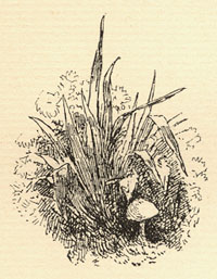 E.V.B. Drawing at the end of the November chapter.