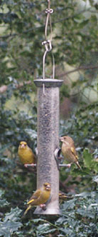 Greenfinches feeding on black sunflower seeds. Photo: &copy; D. Perkins.