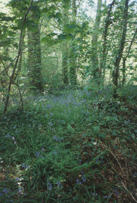 Bluebells in the wood. Photo: &copy; D. Perkins.