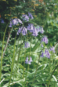 Bluebells flowering in the wood. Photo: &copy; D. Perkins.