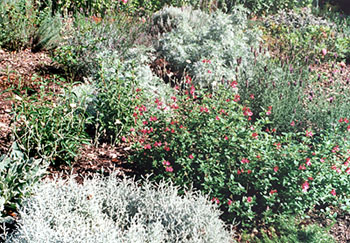 The new border lavenders and blackcurrant sage.