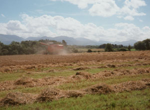 Combining barley. 