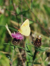 Clouded yellow butterfly at Malltraeth. Photo: &copy; 2000 D. Perkins.