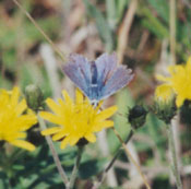 Common blue butterfly at Malltraeth. Photo: &copy; 2000 D. Perkins.
